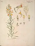 Étude de Linaria vulgaria scrofulariacée (no&nbsp;62), Henri Bergé, Musée de l'École de Nancy.