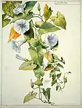 Étude de liserons, début du XXe siècle, Henri Bergé, Musée de l'Ecole de Nancy