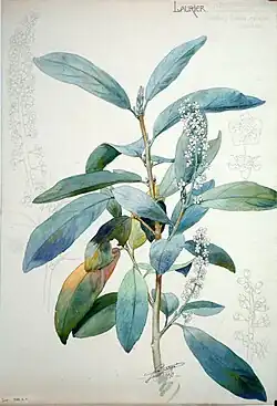 Etude du laurier-amande, 1899