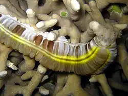 Euapta godeffroyi.