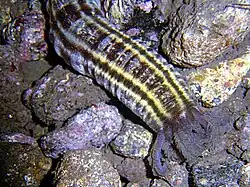Euapta lappa.