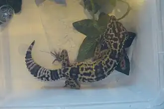 Eublepharis angramainyu en captivité