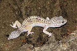 Lézard tacheté de noir présentant une queue large et boudinée.