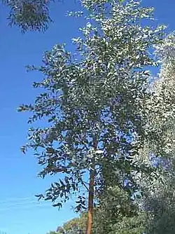Jeune arbre.