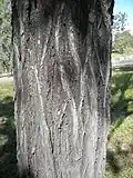Écorce.