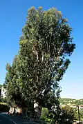 Allée d'eucalyptus à Piana.