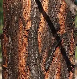 Écorce.