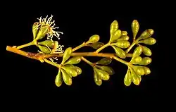 Fleurs d'Eucalyptus baudiniana
