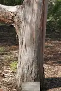 Eucalyptus.