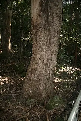 Description de l'image Eucalyptus cypellocarpa trunk Katoomba.JPG.