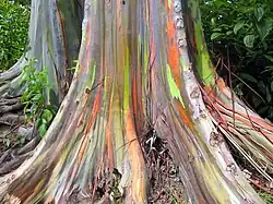 Bas du tronc d'Eucalyptus deglupta.