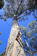 Eucalyptus delegatensis au Jardin botanique de Dunedin, Nouvelle-Zélande