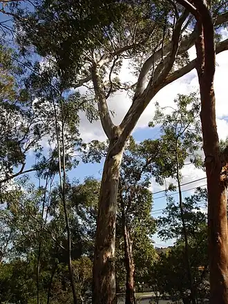 Description de l'image Eucalyptus leucoxylon.jpg.