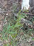 Jeune plant.