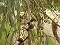 Fruit.