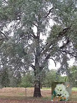 Arbre âgé.
