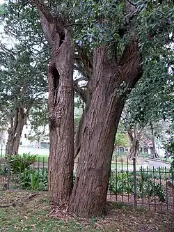 Arbre relique à l'église St.Johns, à Glebe, en Nouvelle-Galles du Sud.