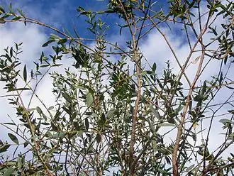 Description de l'image Eucalyptus parvula Batemans Bay.jpg.