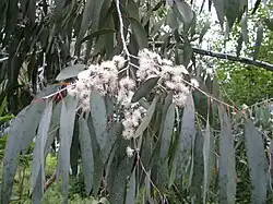 Eucalyptus perriniana var. pendula