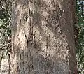 Écorce.