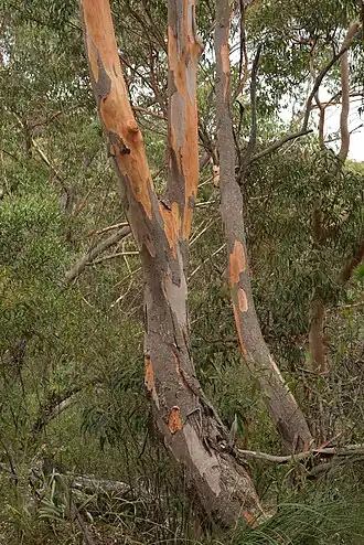 Description de l'image Eucalyptus punctatatrunk.jpg.