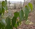 feuillage d'Eucalyptus regnans au jardin jungle