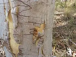 Écorce avec les sillons d'une espèce d'Ogmograptis.