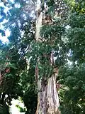Eucalyptus viminalis du jardin botanique