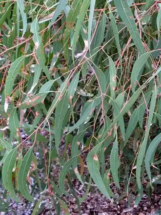 Description de l'image Eucalytpus parramattensis parramattensis.JPG.
