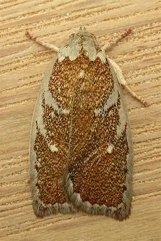 Euchaetis rhizobola