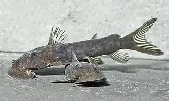 Description de l'image Euchilichthys-fight-ZA-FC004-186.jpg.