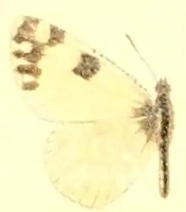 Description de l'image Euchloe creusa.JPG.