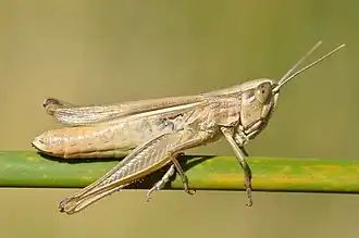Insecte en gros plan, entièrement marron, ressemblant à une sauterelle, sur une branche verte aussi grosse que lui.