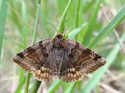 Euclidia glyphica