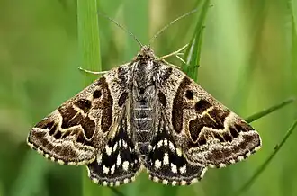 Euclidia mi