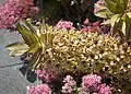 Eucomis comosa