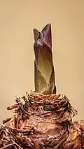 Eucomis montana sortant de terre.