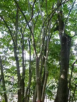Arbre.
