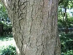 Écorce.