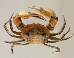 Eucrate crenata (Euryplacidae)