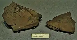Fossiles au Museo di Scienze Naturali, Bergame, specimens MCSNB 8959 a,b.
