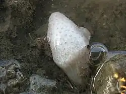Eudistoma elongatum.