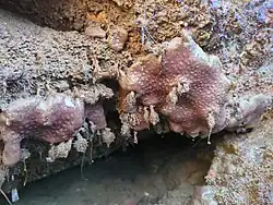 Eudistoma psammion.