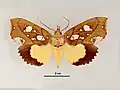 Eudocima cocalus(Calpinae, Ophiderini)