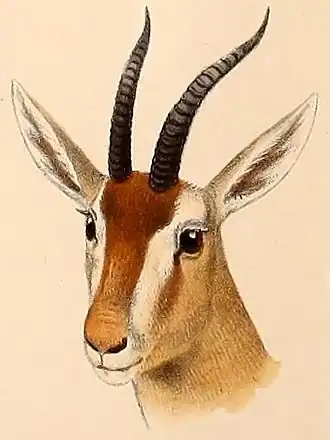 Description de l'image Eudorcas rufina.jpg.