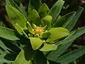 Une euphorbe arborescente détail.