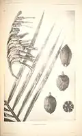 Bahasa Indonesia: Bertan menurut(1921)