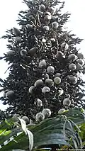 Infrutescence terminale