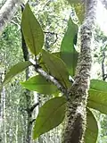 Feuille de Bois clou.