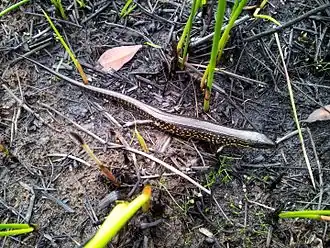 Description de l'image Eulamprus leuraensis - The Blue Mountains Water Skink.jpg.